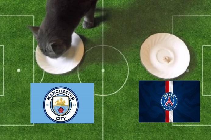 Tiên tri mèo dự đoán Man City vs PSG mới nhất, 3h ngày 25/11 - Ảnh 1