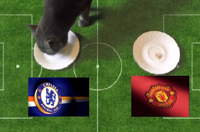 Tiên tri mèo dự đoán dự đoán Chelsea vs MU, 23h30 ngày 28/11 - Ảnh 1
