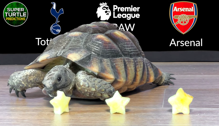 Rùa tiên tri dự đoán Tottenham vs Arsenal, 23h30 ngày 16/1 - Ảnh 1