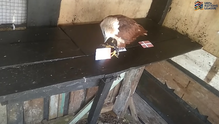 Đại bàng tiên tri dự đoán Áo vs Đan Mạch, 1h45 ngày 7/6 - Ảnh 5