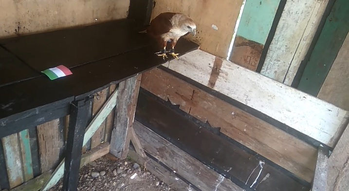 Tiên tri đại bàng dự đoán Đức vs Italia, 1h45 ngày 15/6 - Ảnh 1