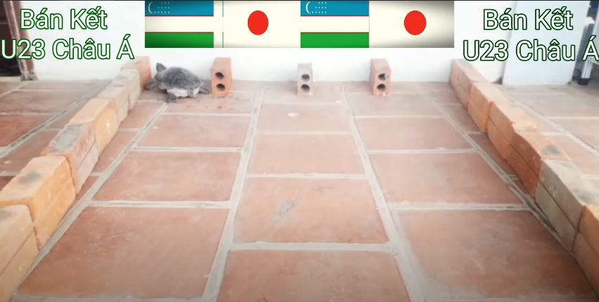 Rùa tiên tri dự đoán U23 Uzbekistan vs U23 Nhật Bản, 23h ngày 15/6 - Ảnh 5