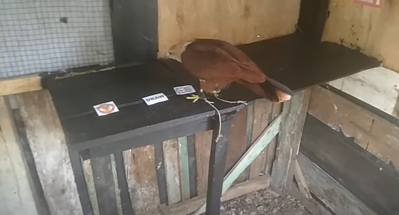 Đại bàng tiên tri dự đoán MU vs Liverpool, 2h ngày 23/8 - Ảnh 1