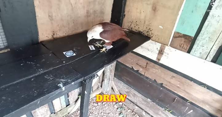 Tiên tri đại bàng dự đoán Viktoria Plzen vs Inter, 23h45 ngày 13/9 - Ảnh 1