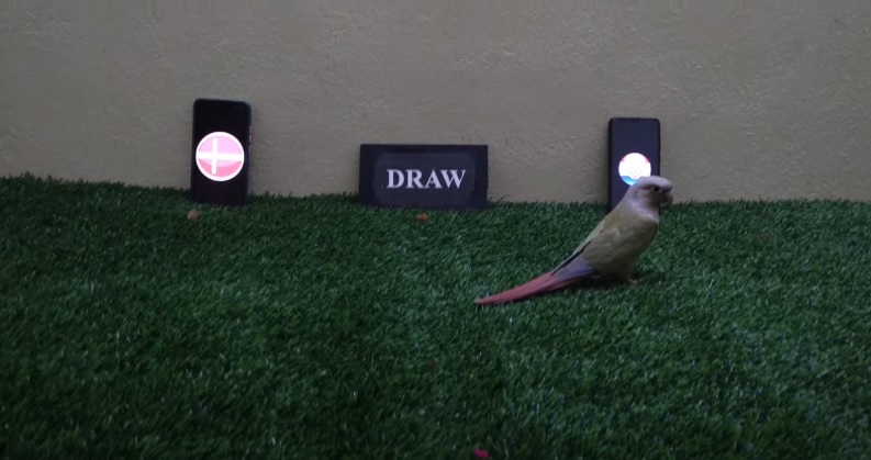 Vẹt tiên tri dự đoán Croatia vs Đan Mạch, 1h45 ngày 23/9 - Ảnh 1