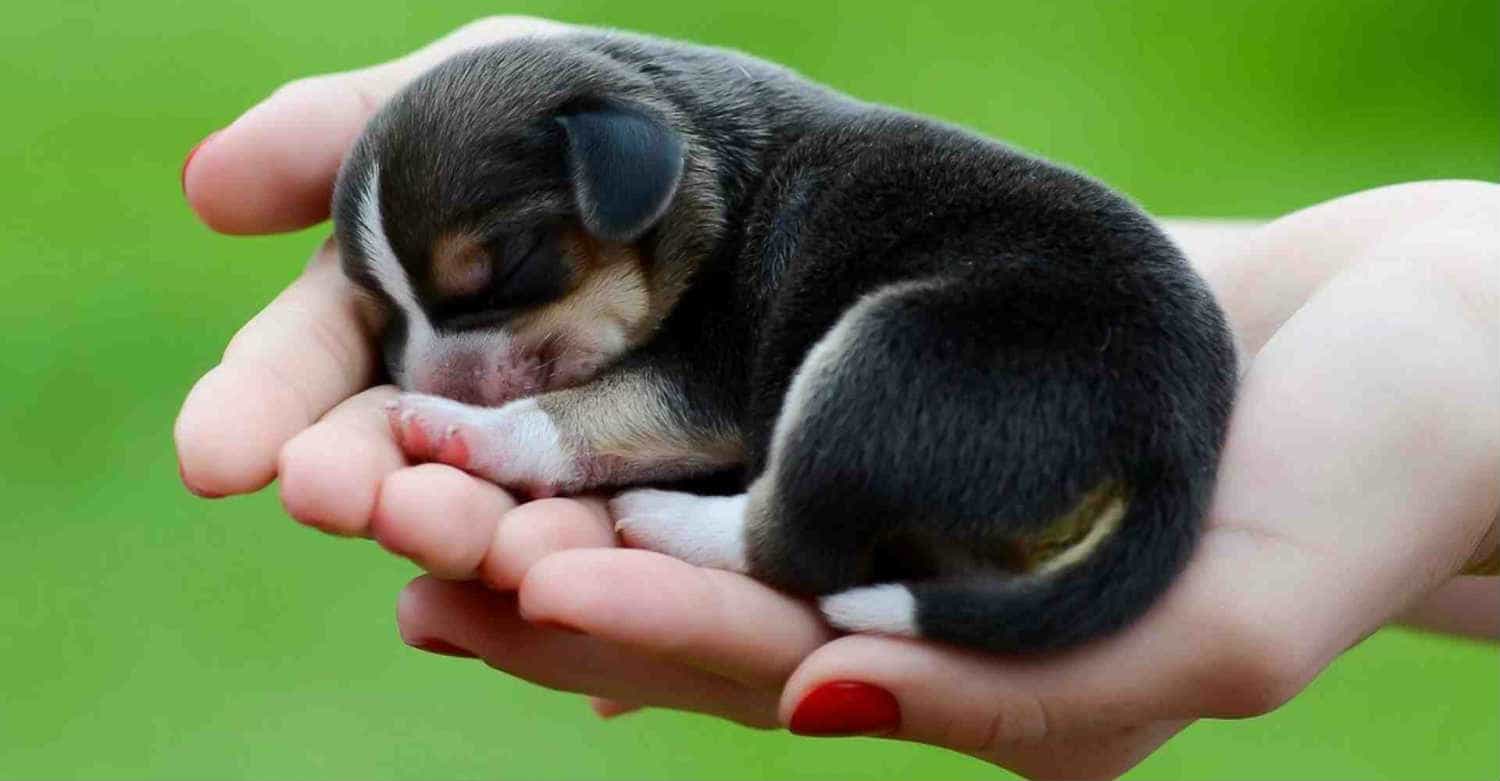 Nằm mơ thấy ch&oacute; đen đ&aacute;nh con g&igrave;? - Ảnh 2