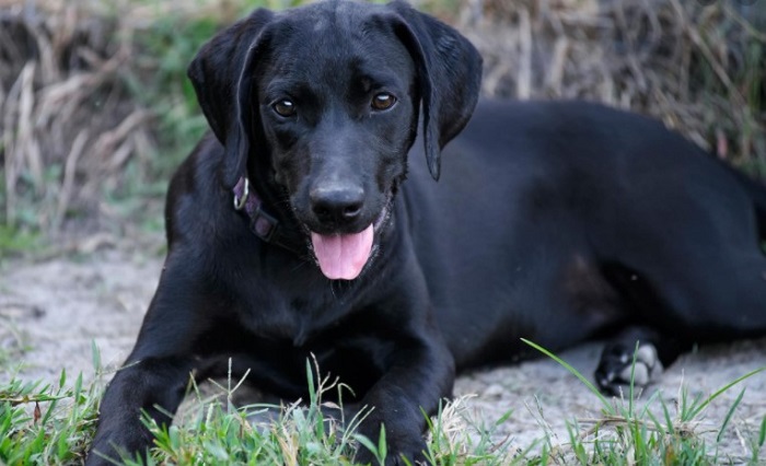 Nằm mơ thấy ch&oacute; đen đ&aacute;nh con g&igrave;? - Ảnh 3