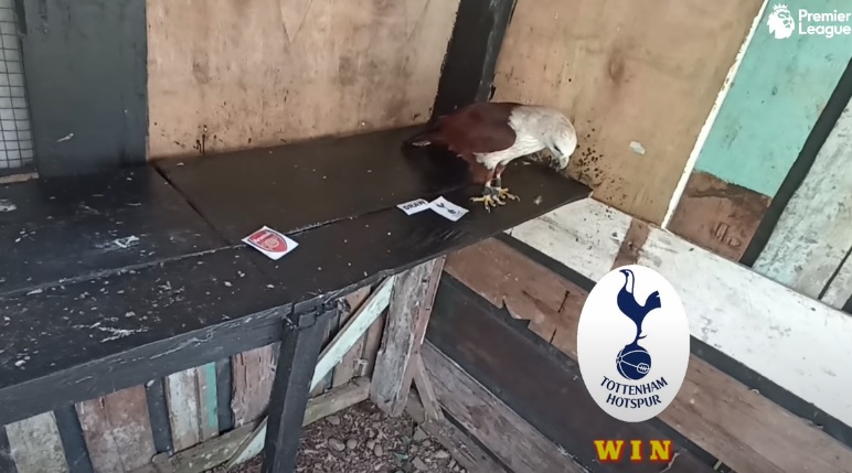 Đại bàng tiên tri dự đoán Arsenal vs Tottenham, 18h30 ngày 1/10 - Ảnh 1