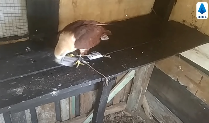 Tiên tri đại bàng dự đoán Lecce vs Fiorentina, 1h45 ngày 18/10 - Ảnh 1