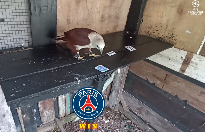 Tiên tri đại bàng dự đoán Juventus vs PSG, 3h ngày 3/11 - Ảnh 1