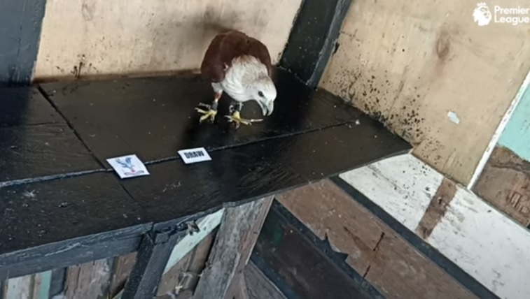 Tiên tri đại bàng dự đoán Nottingham Forest vs Crystal Palace, 22h ngày 12/11 - Ảnh 1