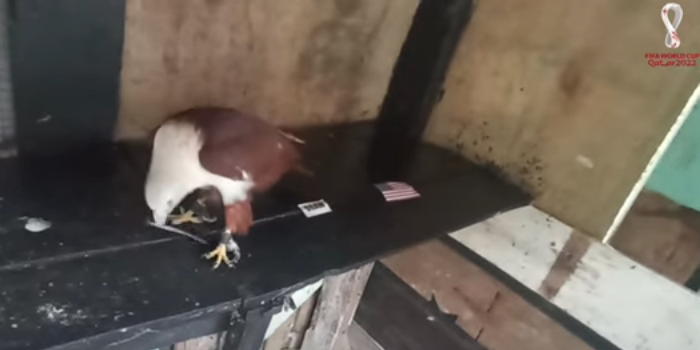 Tiên tri đại bàng dự đoán Iran vs Mỹ, 2h ngày 30/11 - Ảnh 1