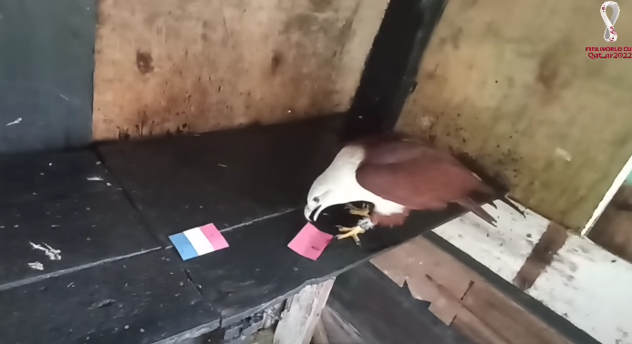 Tiên tri đại bàng dự đoán Pháp vs Morocco, 2h ngày 15/12 - Ảnh 6