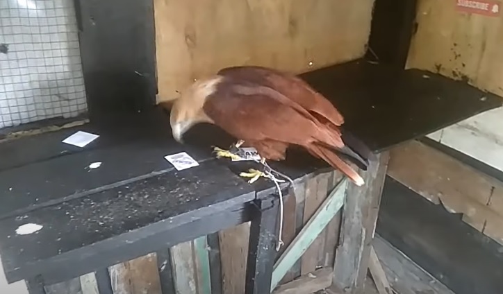 Đại bàng tiên tri dự đoán Real Madrid vs Valencia, 2h ngày 12/1 - Ảnh 1