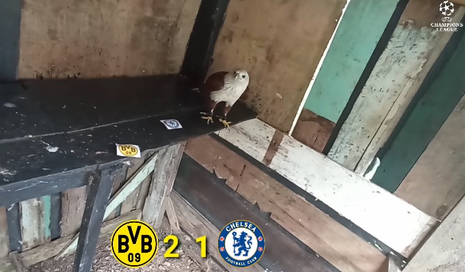 Tiên tri đại bàng dự đoán Dortmund vs Chelsea, 3h ngày 16/2 - Ảnh 1