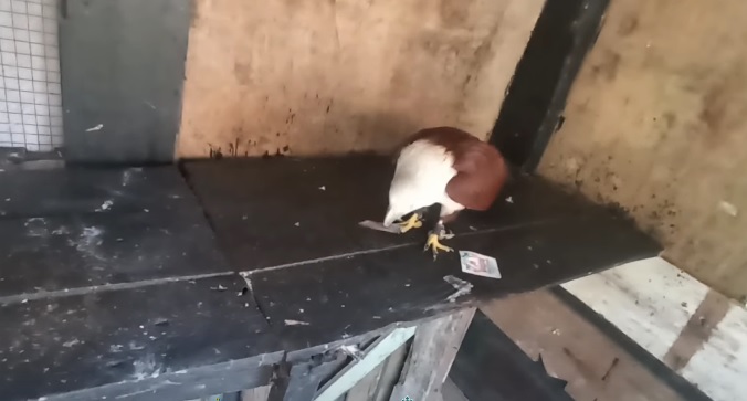 Tiên tri đại bàng dự đoán Crystal Palace vs Liverpool, 2h45 ngày 26/2 - Ảnh 1