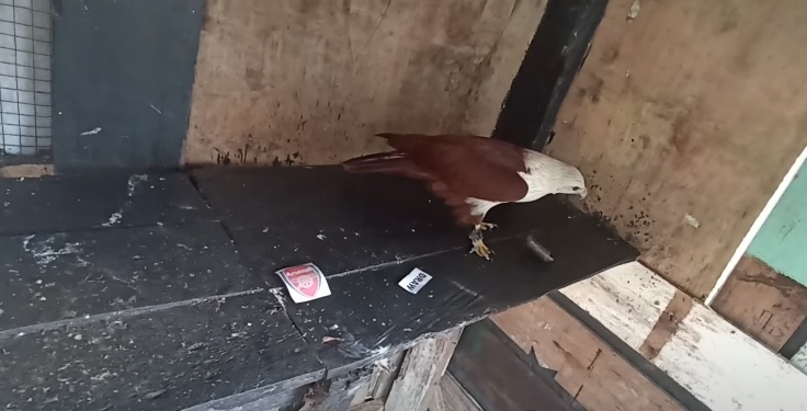 Tiên tri đại bàng dự đoán Sporting Lisbon vs Arsenal, 0h45 ngày 10/3 - Ảnh 1