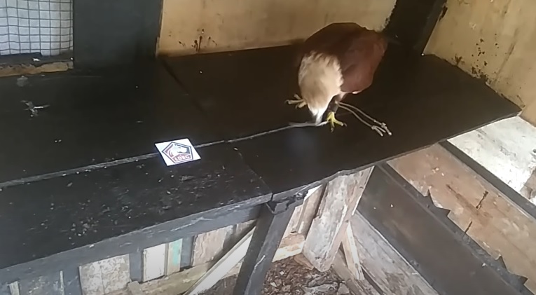 Tiên tri đại bàng dự đoán Lille vs Lyon, 3h ngày 11/3 - Ảnh 1