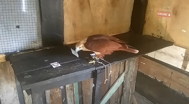 Tiên tri đại bàng dự đoán Sassuolo vs Torino, 1h45 ngày 4/4 - Ảnh 1