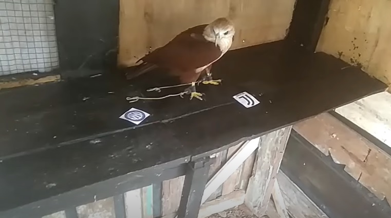 Tiên tri đại bàng dự đoán Juventus vs Inter, 2h ngày 5/4 - Ảnh 1