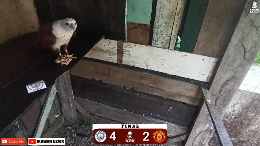 Đại bàng tiên tri dự đoán kết quả Man City vs MU, 21h00 ngày 3/6 - Ảnh 6