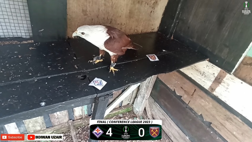 Đại bàng Romeu dự đoán kết quả Fiorentina vs West Ham, 02h00 ngày 8/6 - Ảnh 1