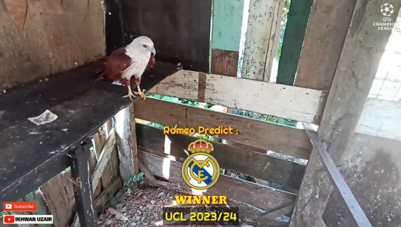 Đại bàng tiên tri dự đoán Dortmund vs Real Madrid, 2h00 ngày 2/6 - Ảnh 2