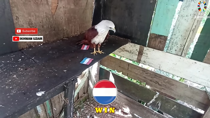 Đại bàng Romeo dự đoán Hà Lan vs Áo, 23h00 ngày 25/6 - Ảnh 6