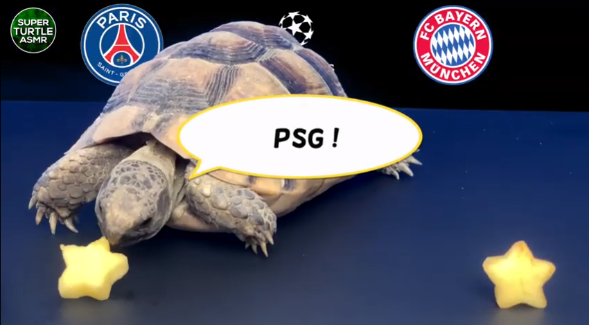 Tiên tri Rùa dự đoán PSG vs Bayern Munich, 2h ngày 24/8 Tiên tri Rùa dự đoán PSG vs Bayern Munich, 2h ngày 24/8
